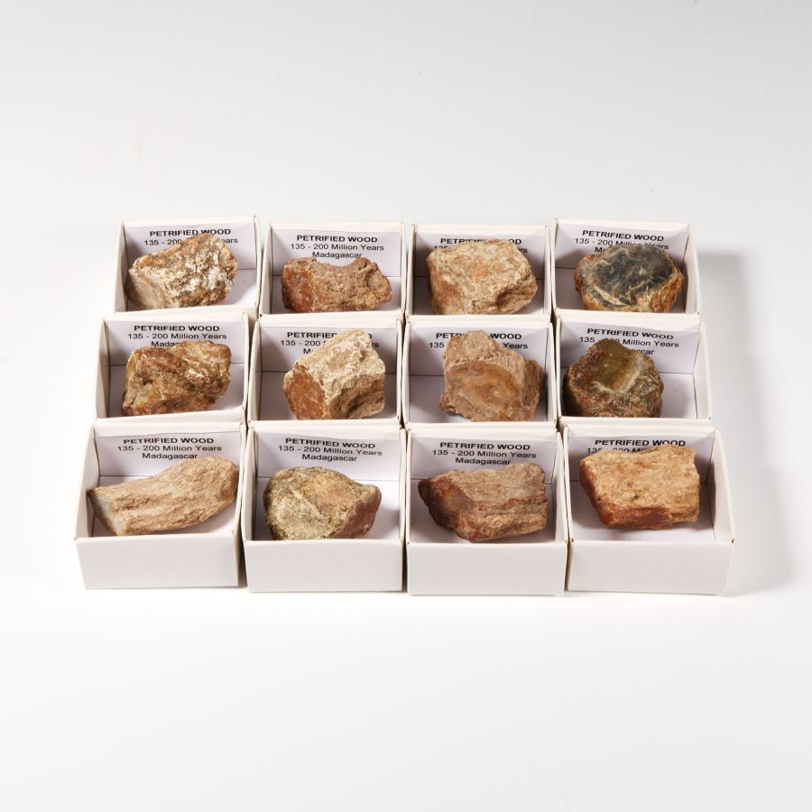 Natural History - Boxed Petrified Fossil Wood Specimen Group [12]