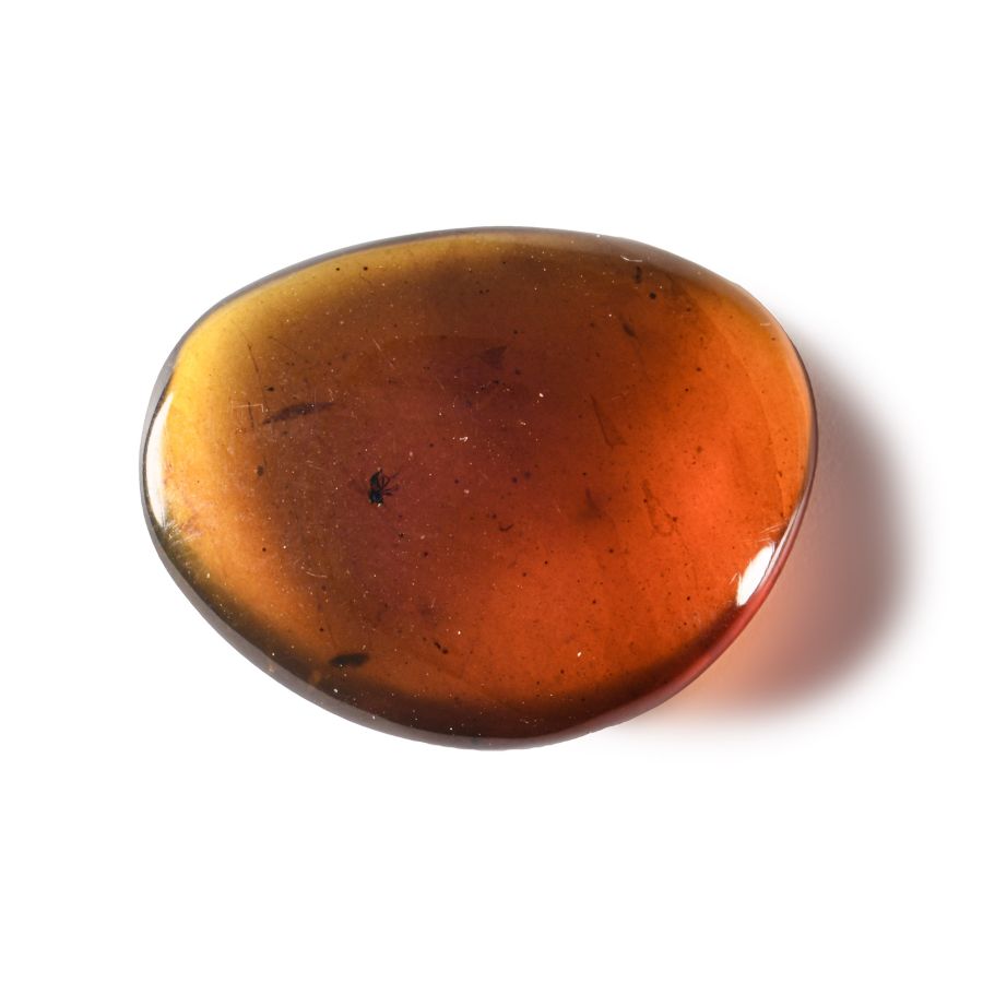 Natural History - Amber with Insect Inclusions