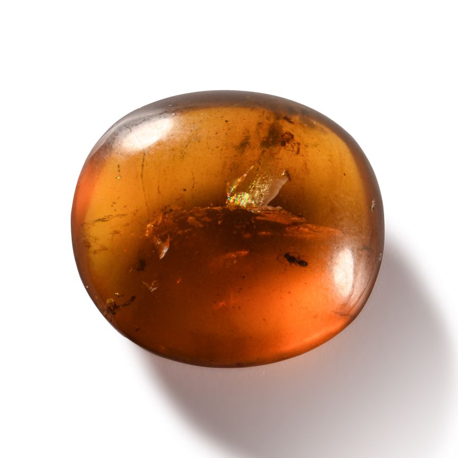 Natural History - Amber with Insect Inclusions