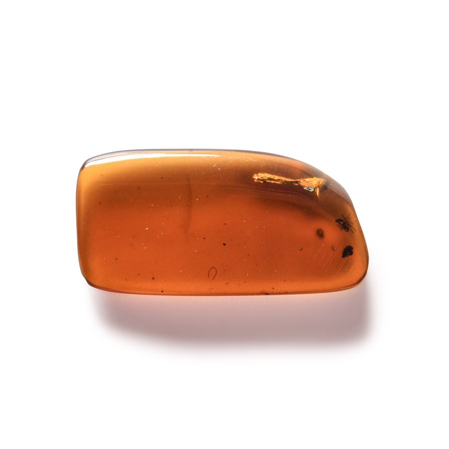 Natural History - Amber with Insect Inclusions