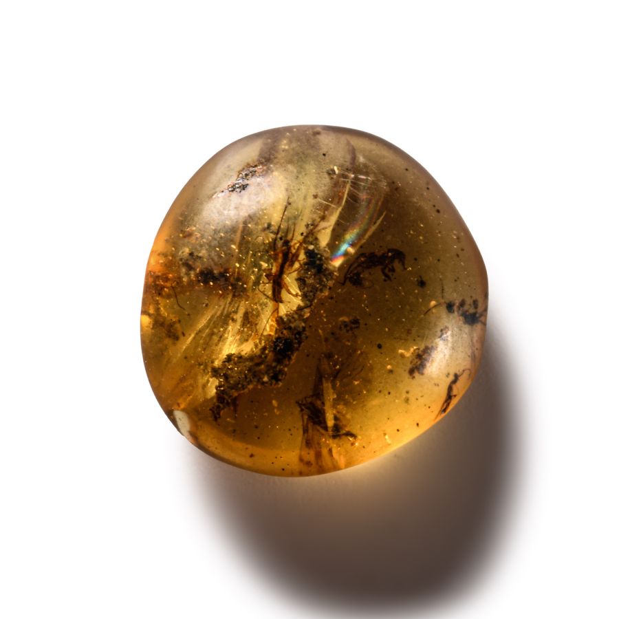 Natural History - Amber with Insect Inclusions