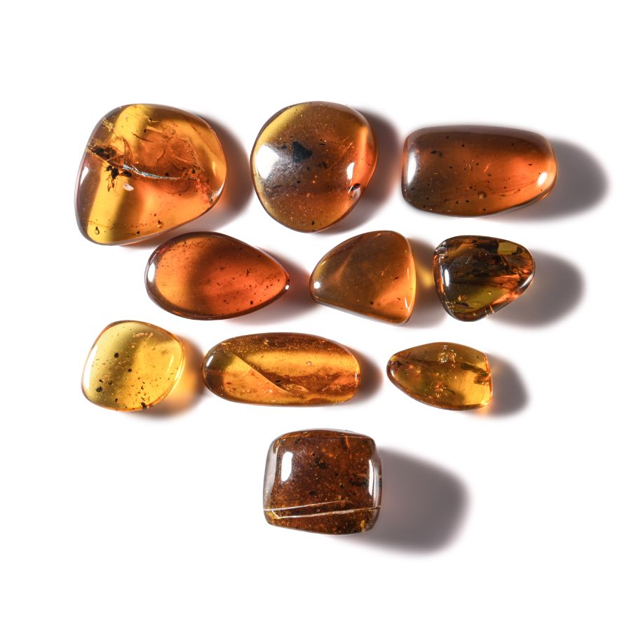 Natural History - Amber Group with Insect Inclusions