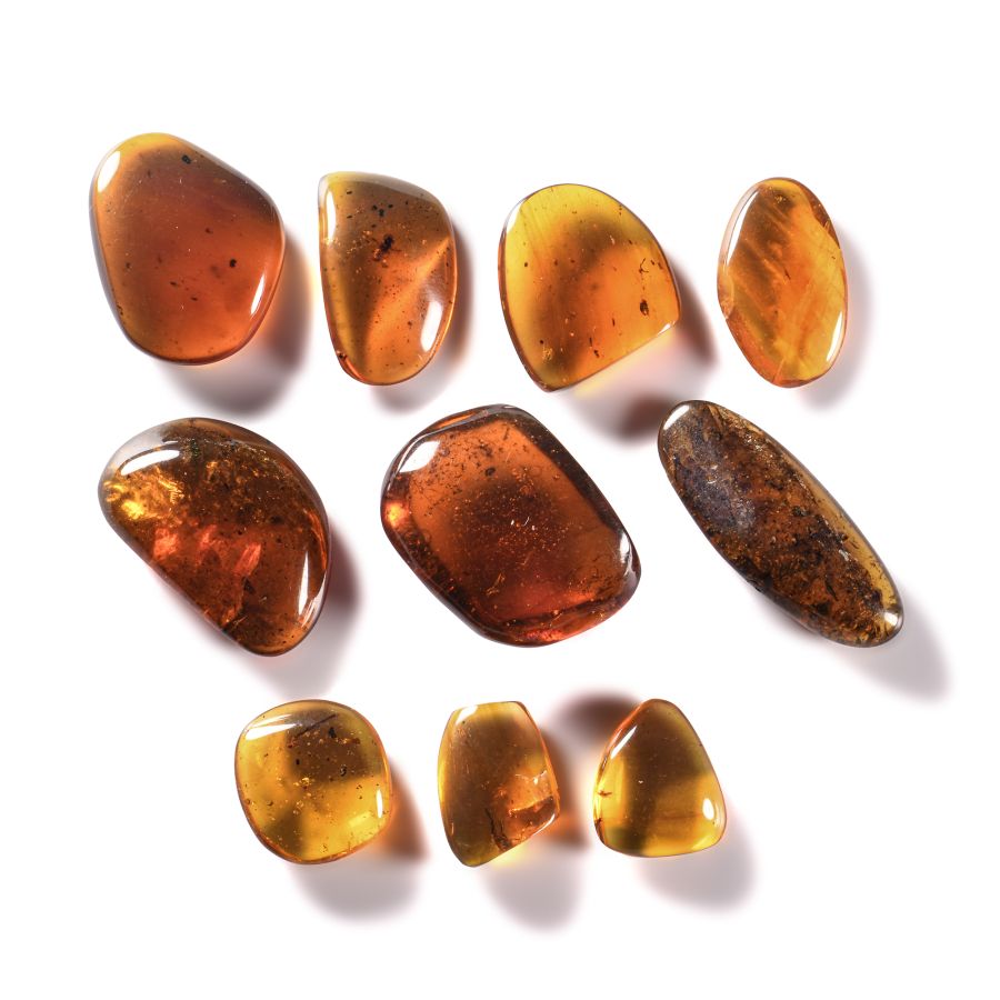 Natural History - Amber Group with Insect Inclusions