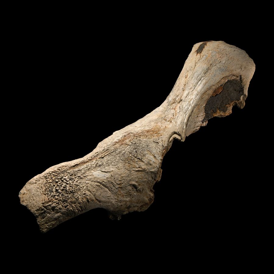 Natural History - Adult Woolly Rhinoceros Fossil Skull Top