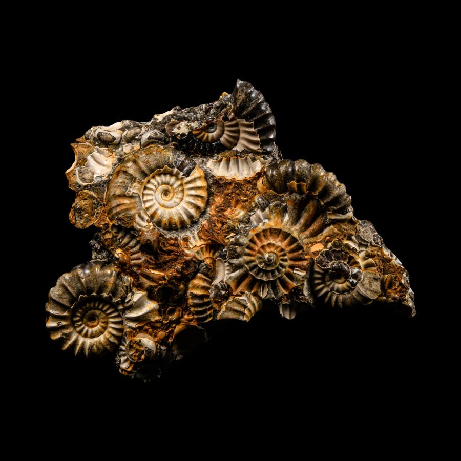 Natural History - Fossil Ammonite Group