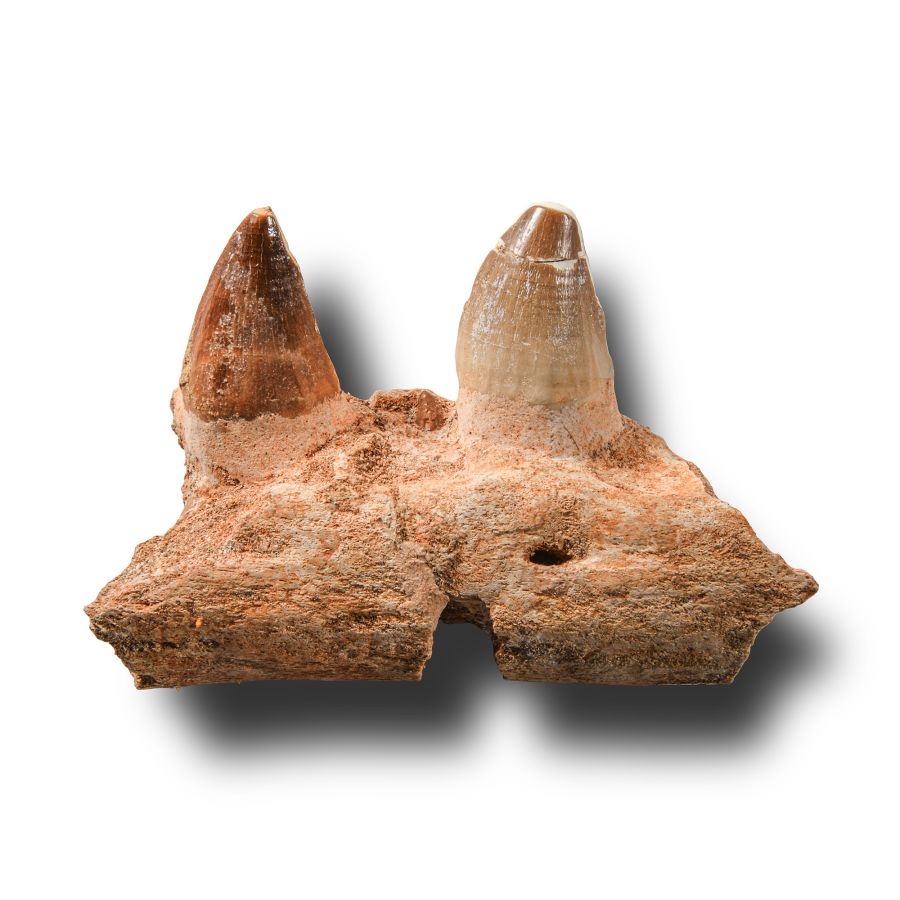 Natural History - Mosasaur 'Marine Dinosaur' Fossil Jaw Section with Teeth
