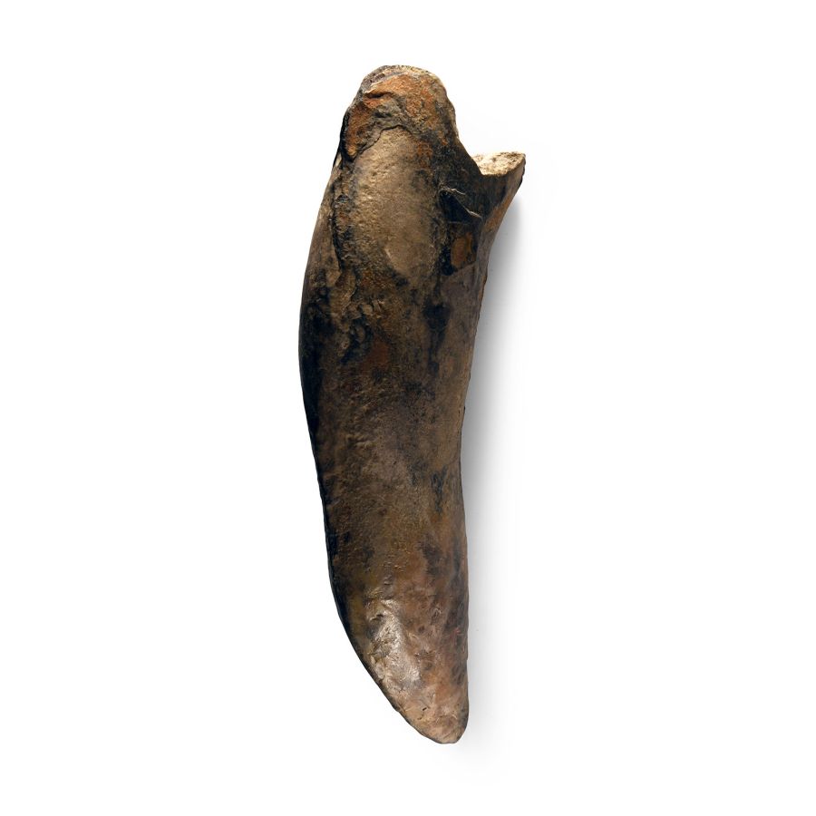 Natural History - Fossil Smilodon Tooth