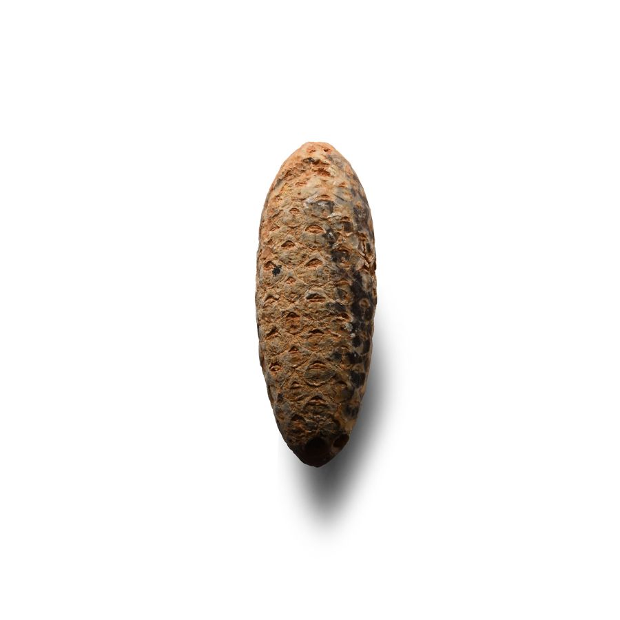 Natural History - Fossil Pine Cone