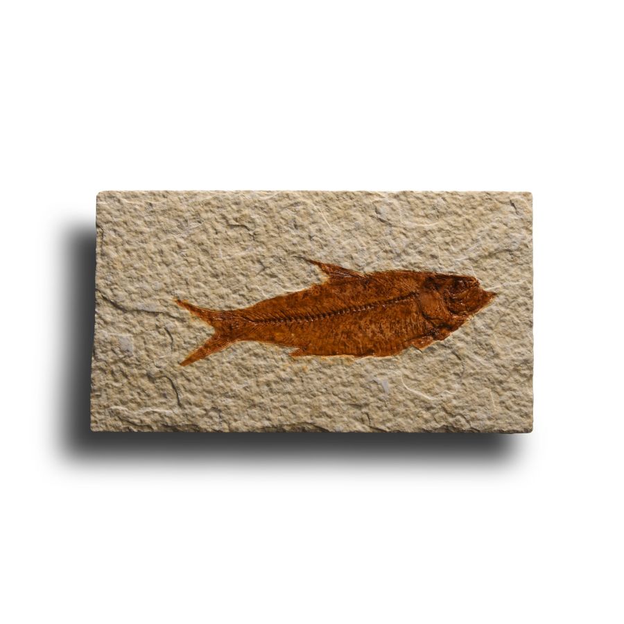Natural History - Knightia Fossil Fish