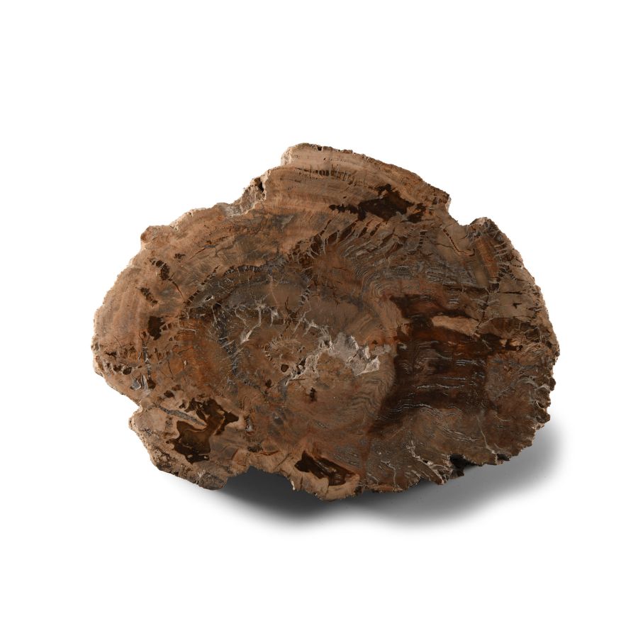Natural History - Fossilised Wood Slice