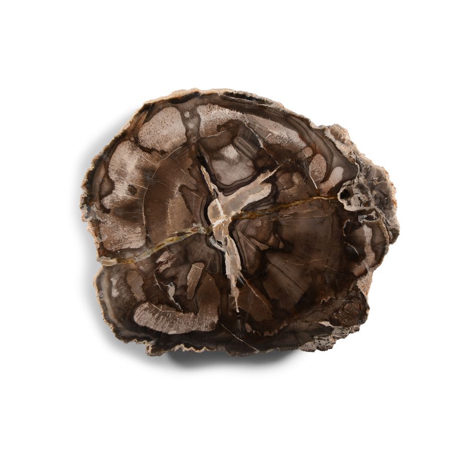 Natural History - Fossilised Wood Slice