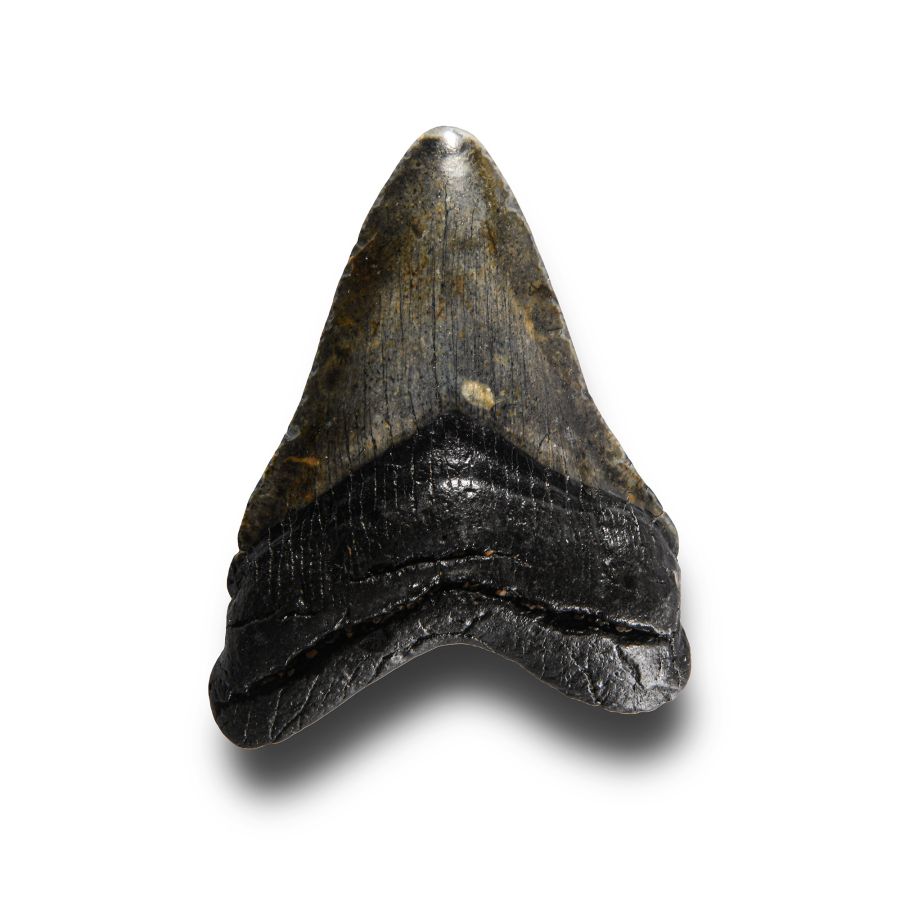 Natural History - Megalodon Giant Shark Fossil Tooth
