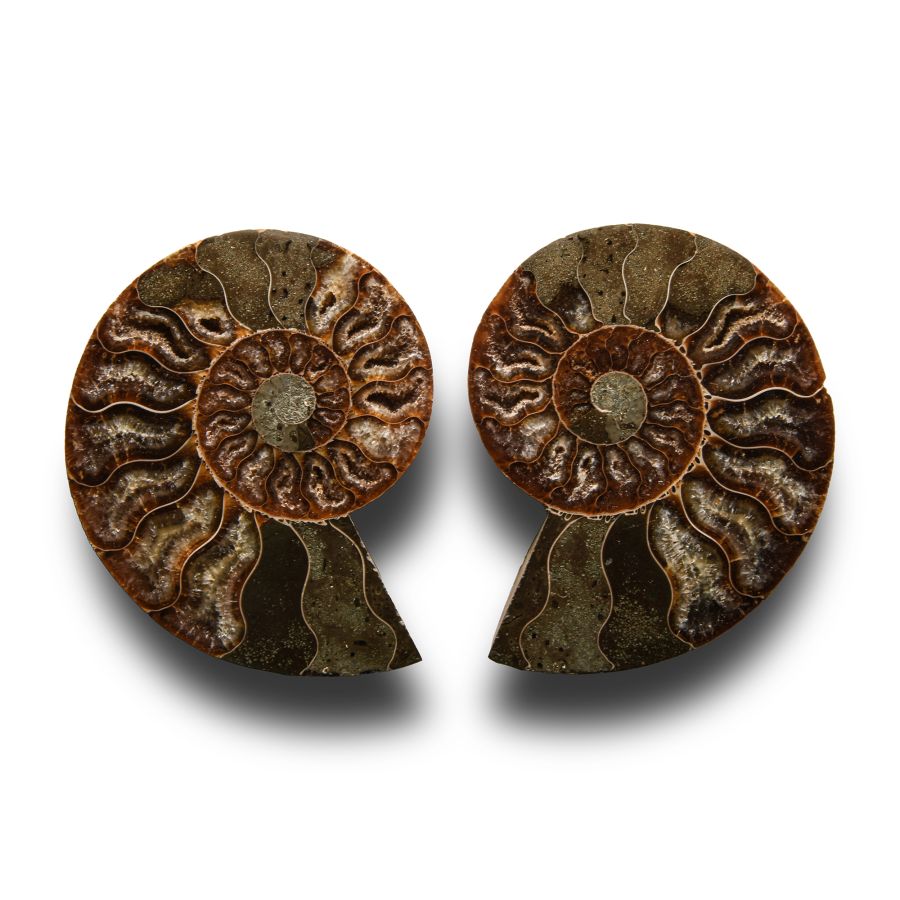 Natural History - Cut and Polished Fossil Ammonite