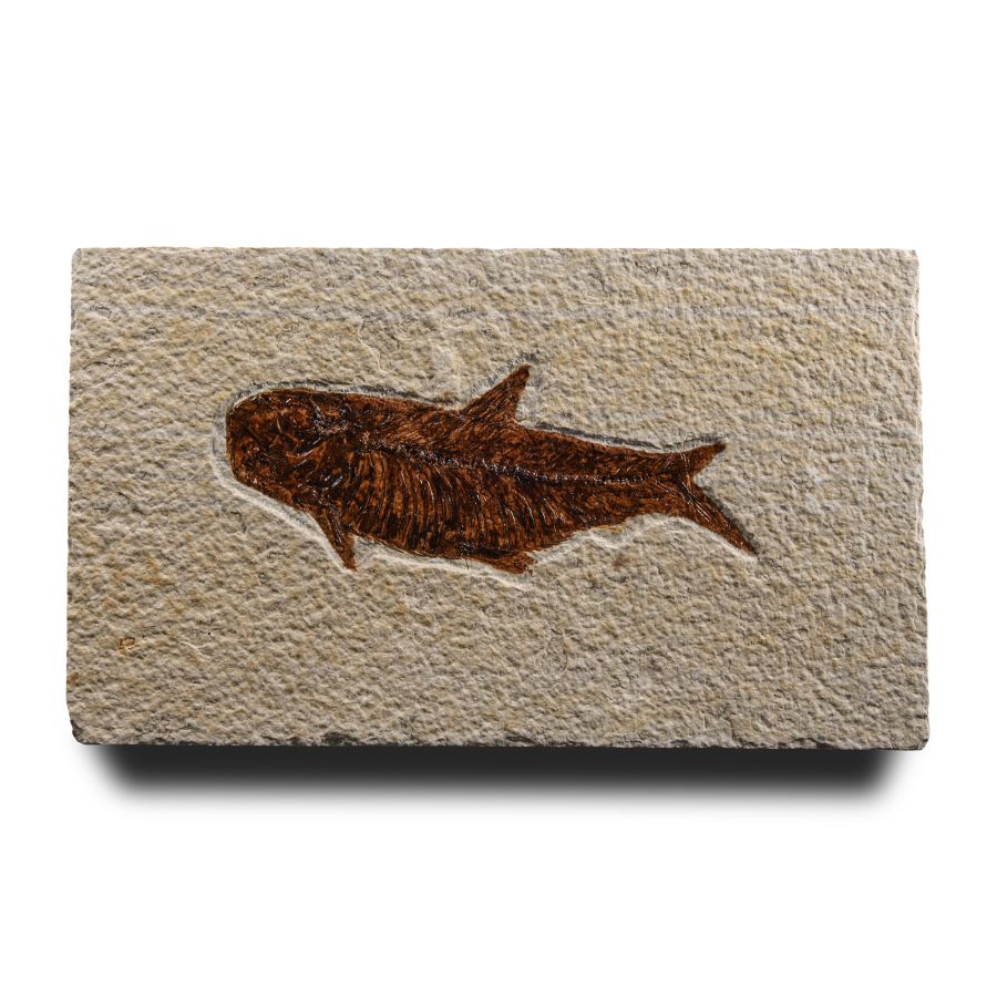 Natural History - Fossil Diplomystus Fish