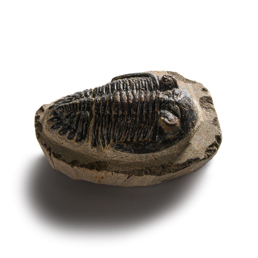 Natural History - Fossil Hollardops Mesacristata Trilobite