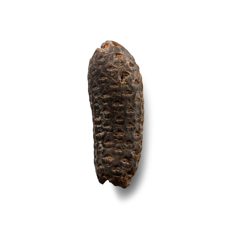 Natural History - Fossil Pine Cone