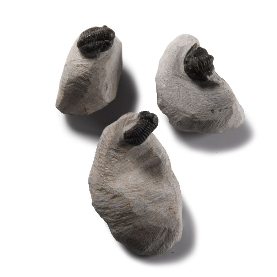 Natural History - Fossil Trilobite Group
