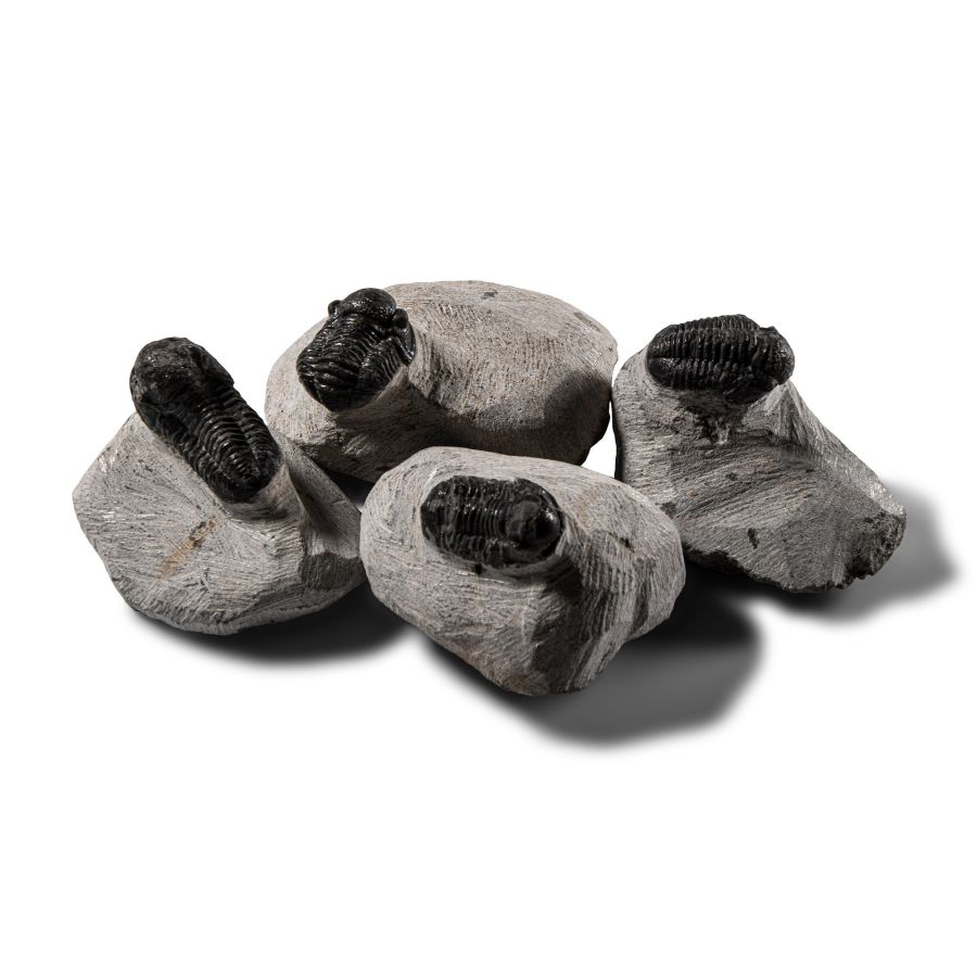 Natural History - Fossil Trilobite Group