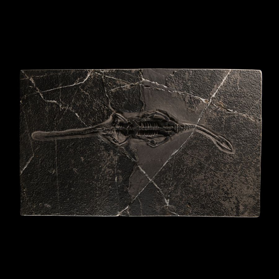 Natural History - Fossil Keichousaurus Marine Reptile Skeleton