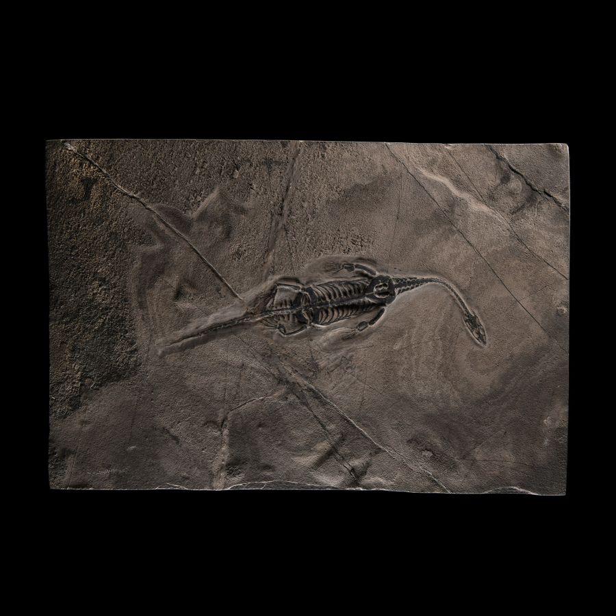Natural History - Fossil Keichousaurus Marine Reptile Skeleton