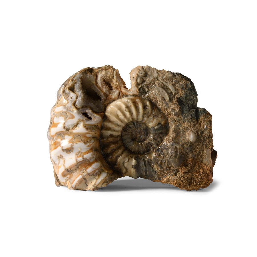 Natural History - British Polished Ammonite Display