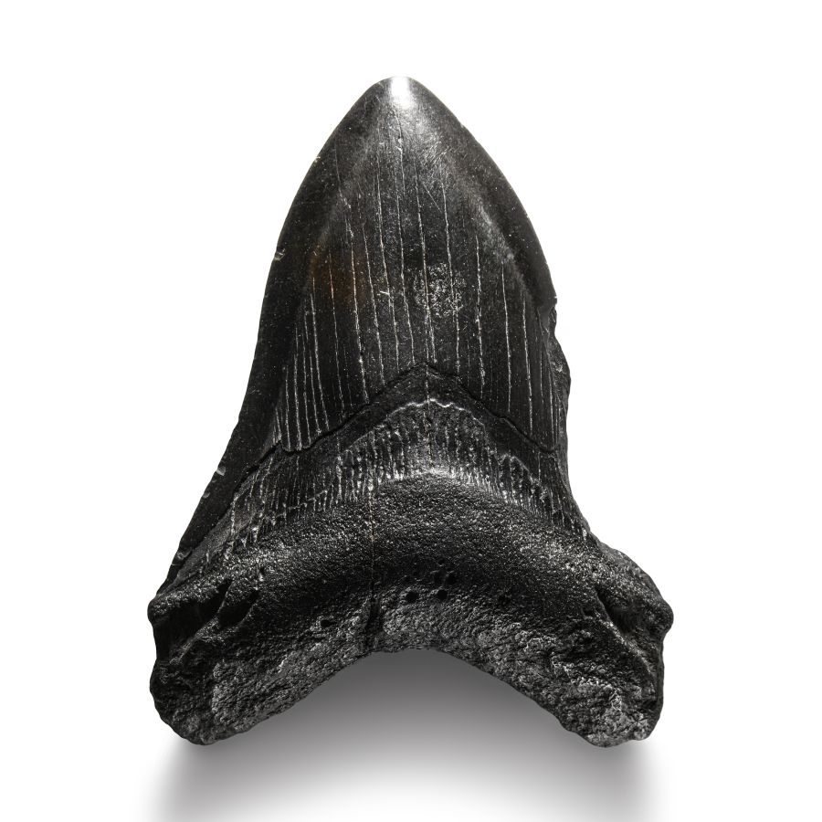 Natural History - Megalodon Giant Shark Fossil Tooth