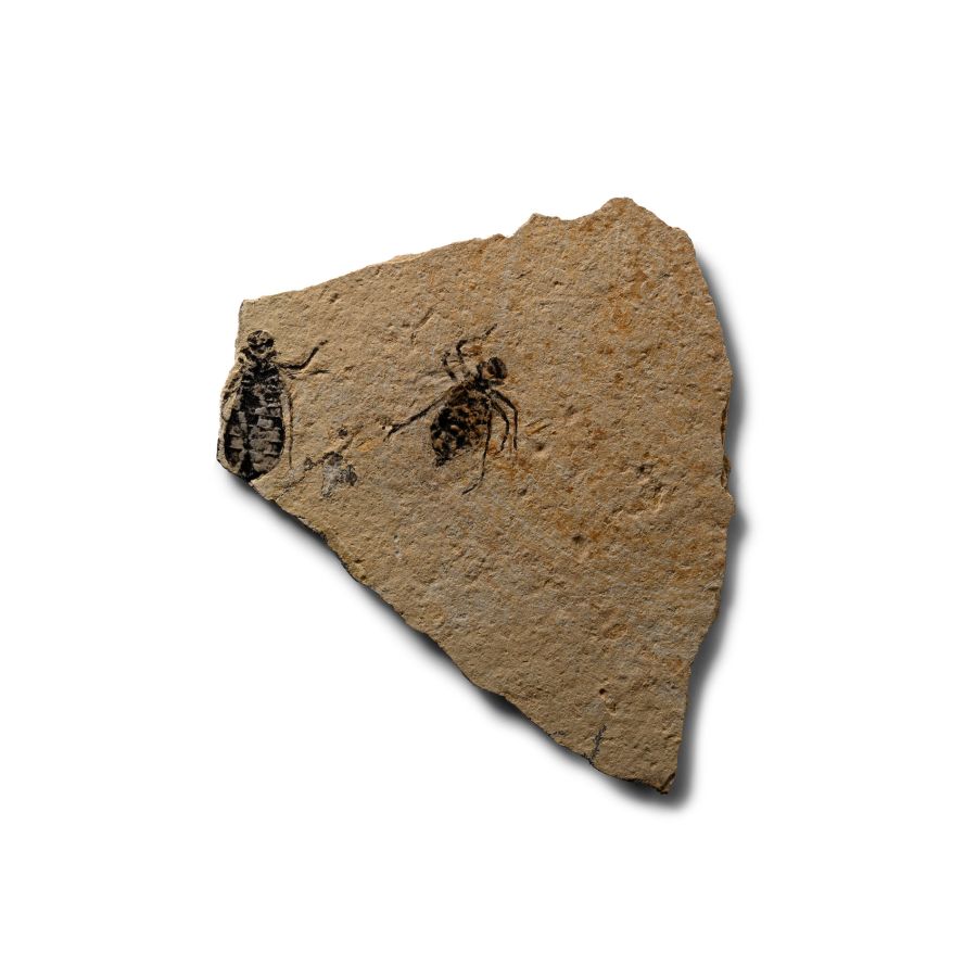 Natural History - Fossil Dragonfly Larvae