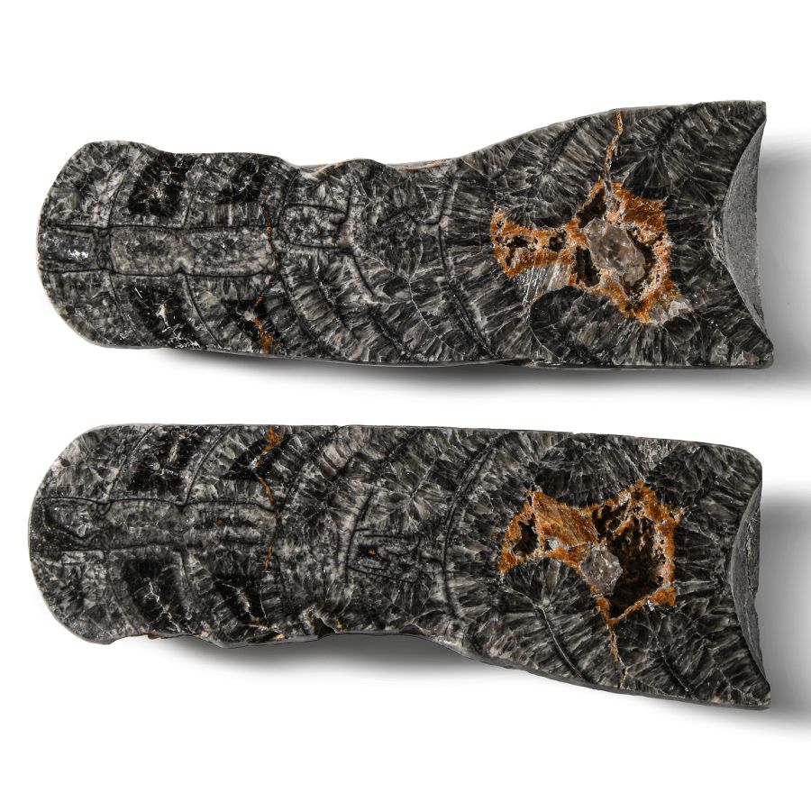 Natural History - Large Cut and Polished Fossil Orthoceras
