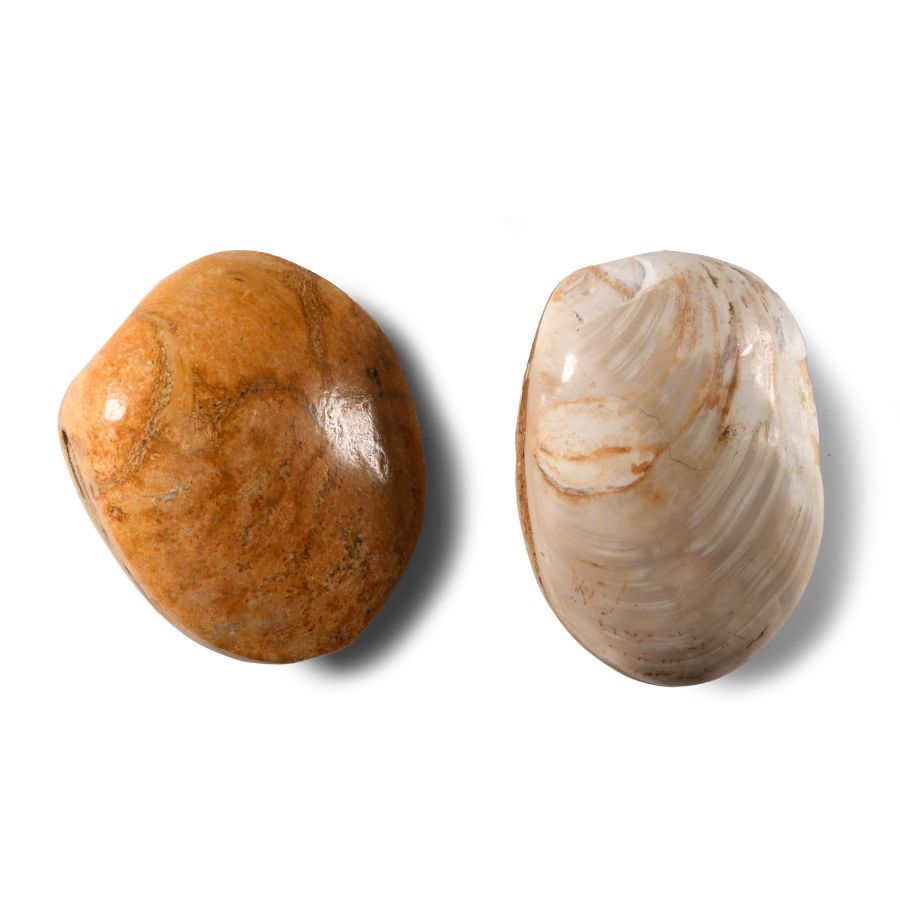 Natural History - Polished Fossil Bivalve Group