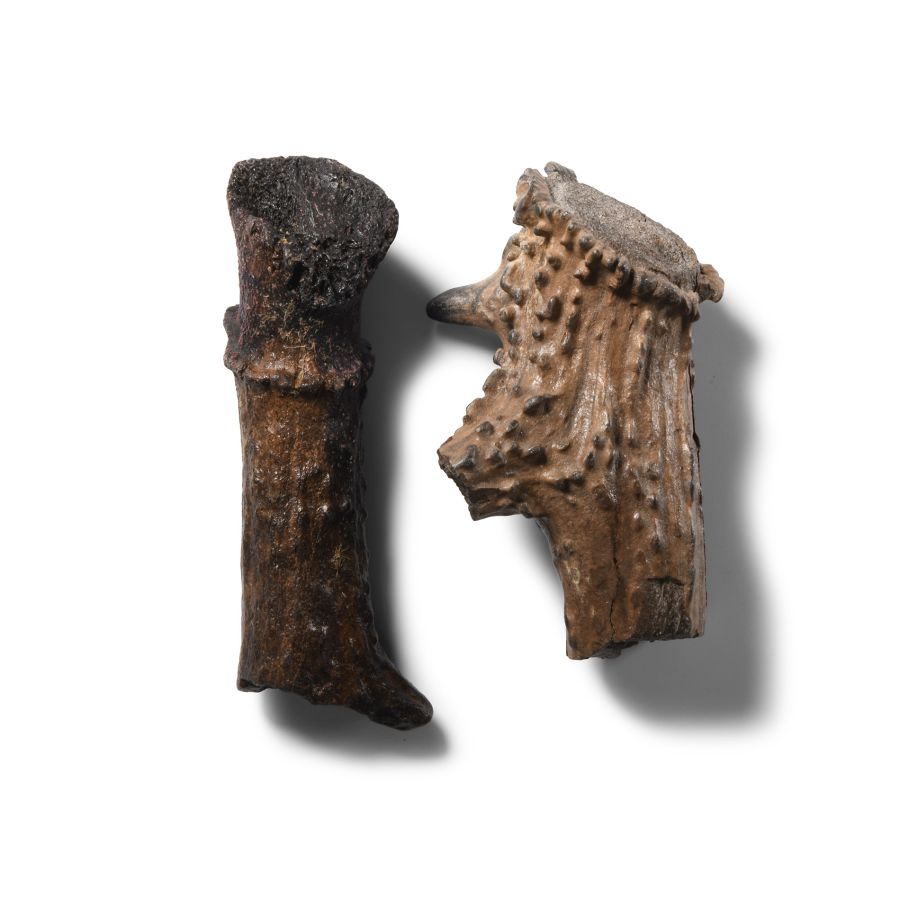Natural History - Fossil Deer Antler Group