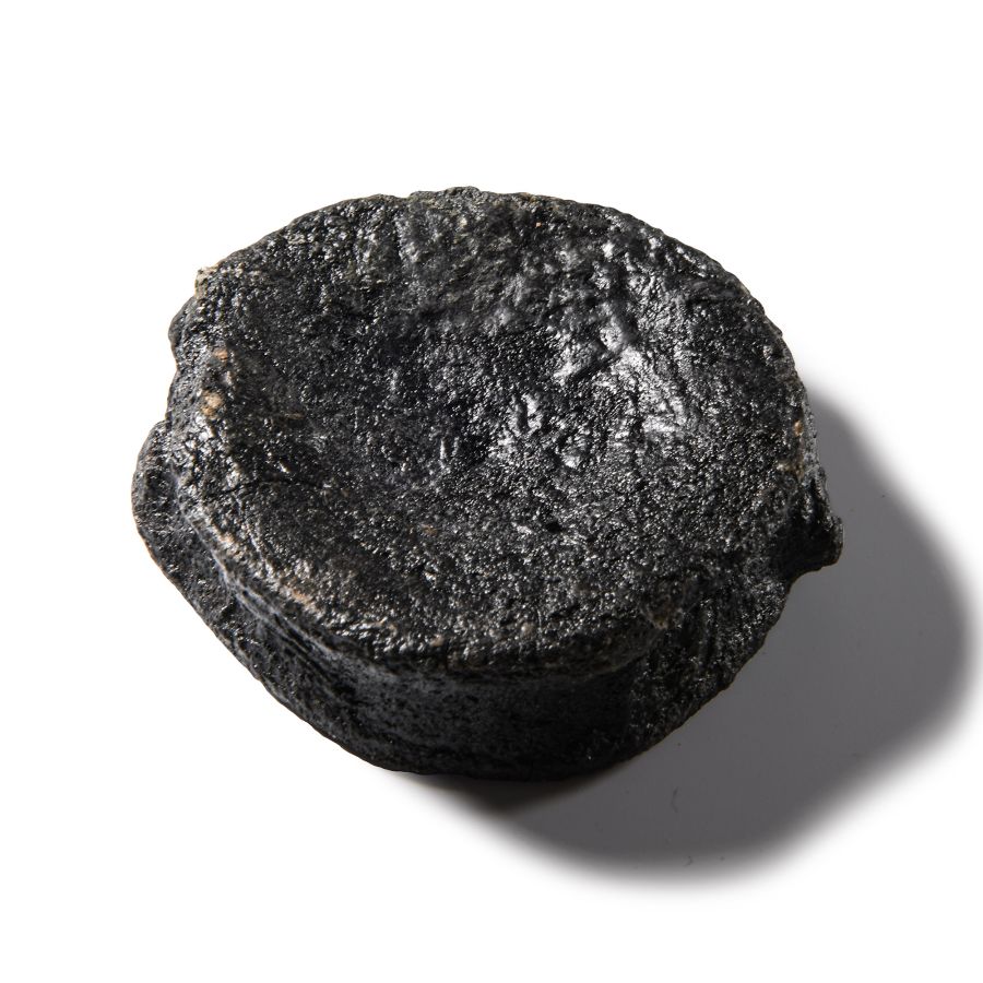 Natural History - Fossil Icthyosaur 'Marine Dinosaur' Vertebra