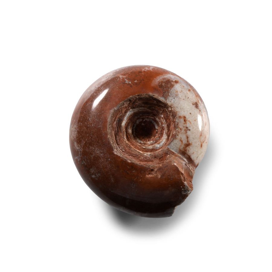Natural History - Polished Fossil Ammonoid