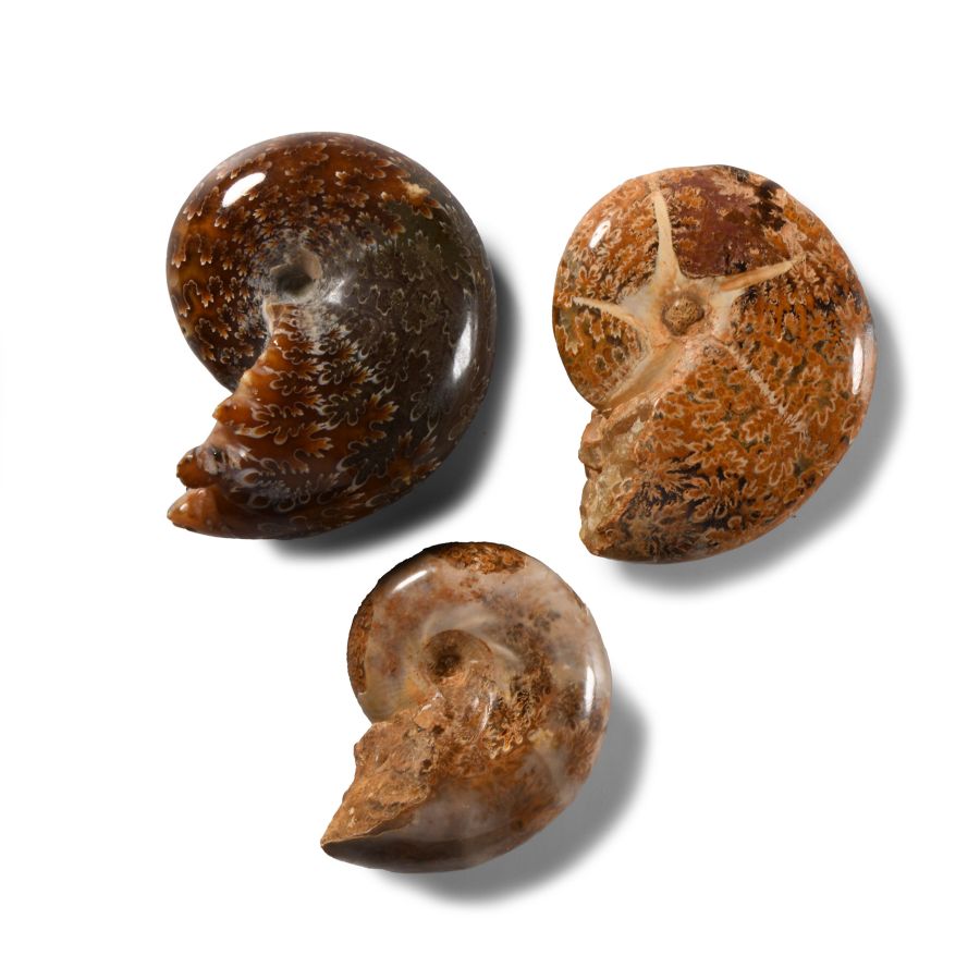 Natural History - Phylloceras Fossil Ammonite Group