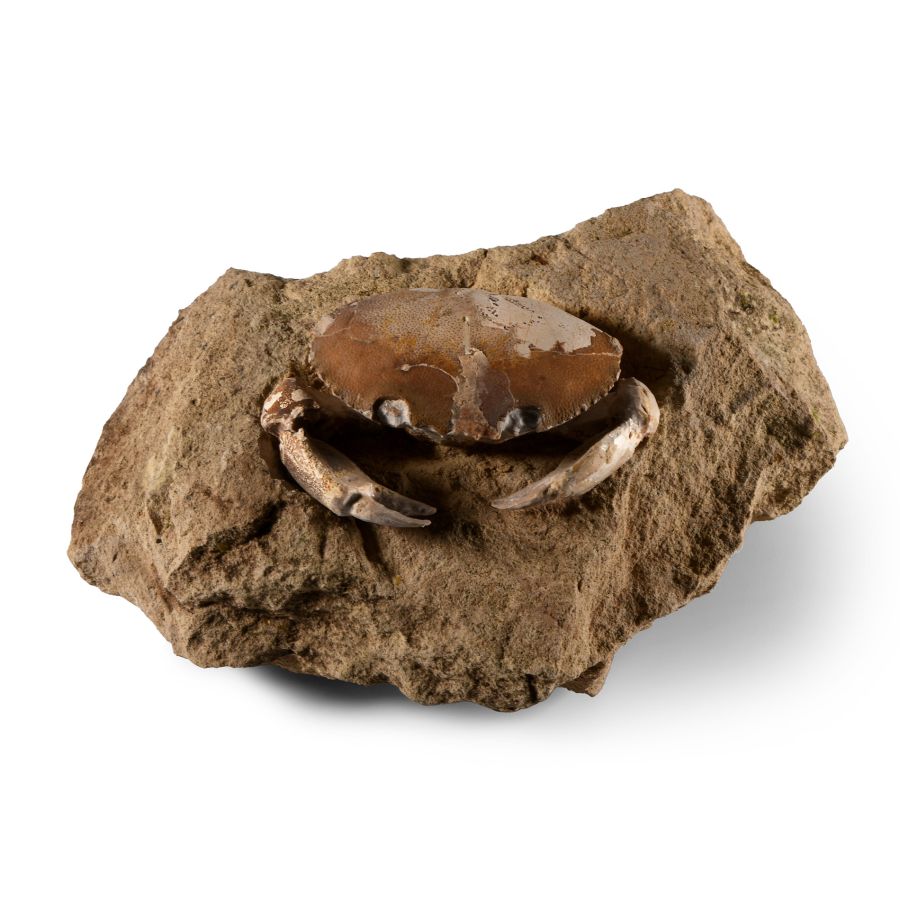 Natural History - Fossil Crab