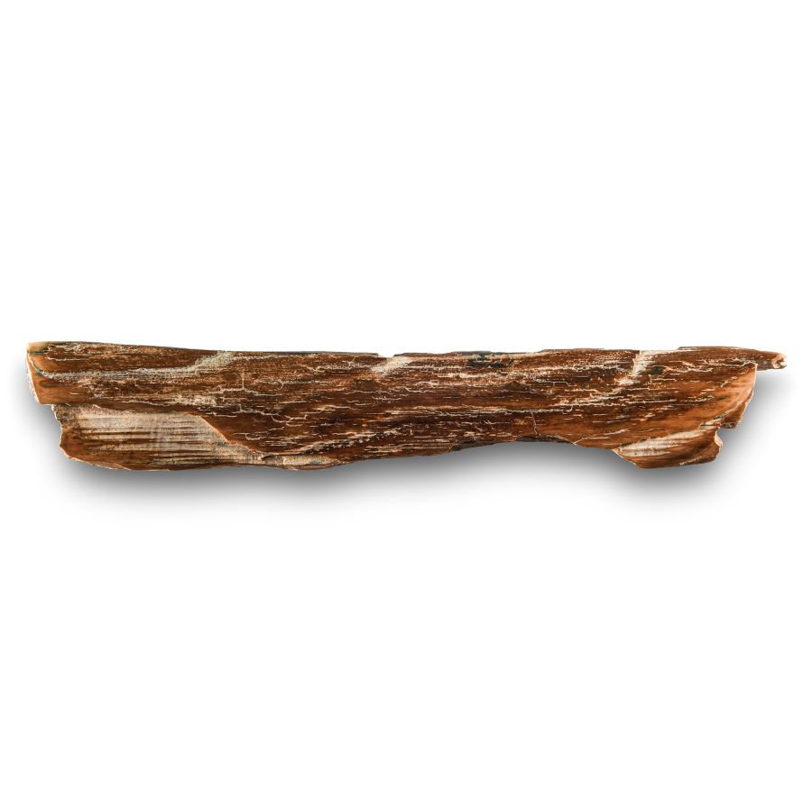 Natural History - Mammoth Tusk Section
