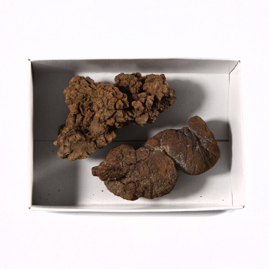 Natural History - Fossil Turtle Coprolite Group