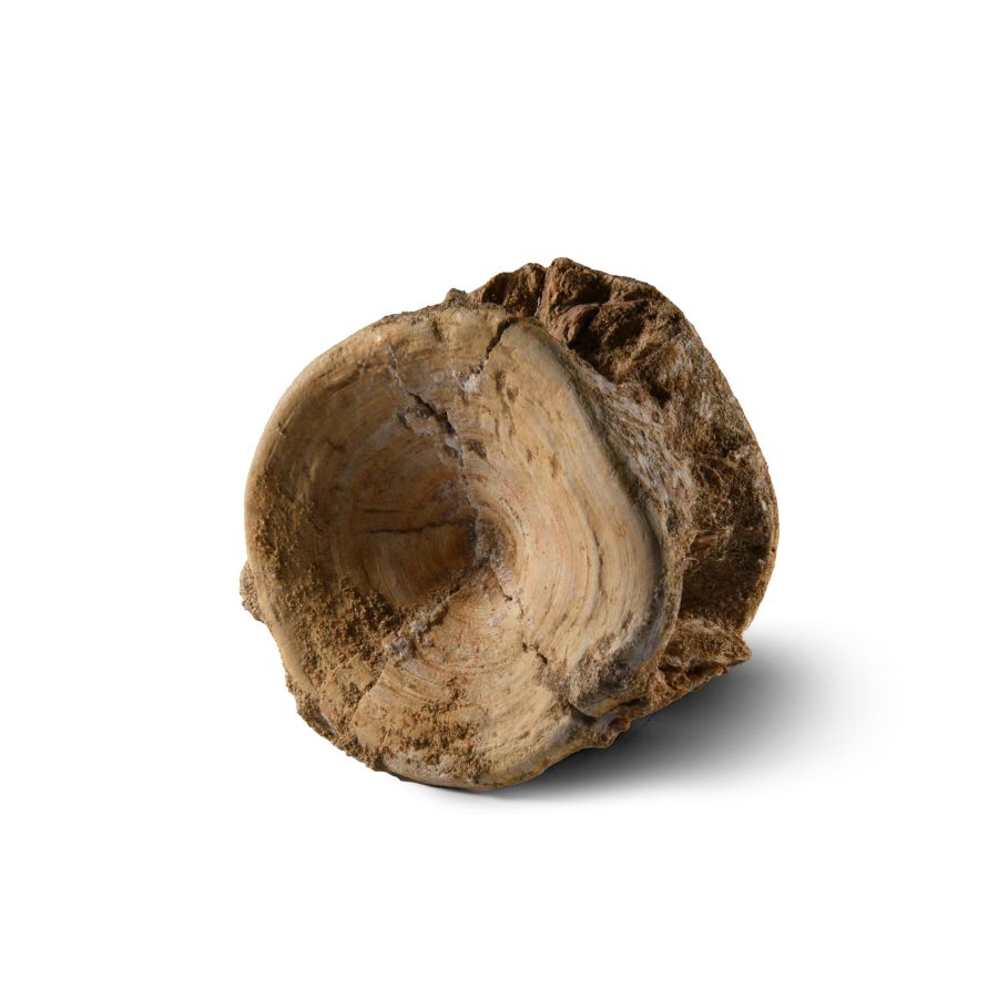 Natural History - Large Fossil Shark Vertebra