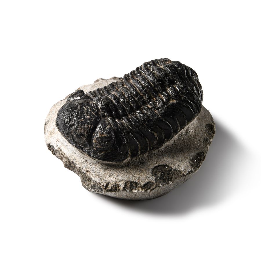Natural History - Fossil Rana Trilobite