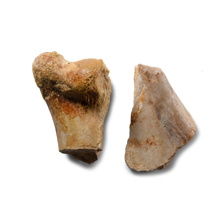Natural History - Deltadromeus Dinosaur Fossil Bone Group