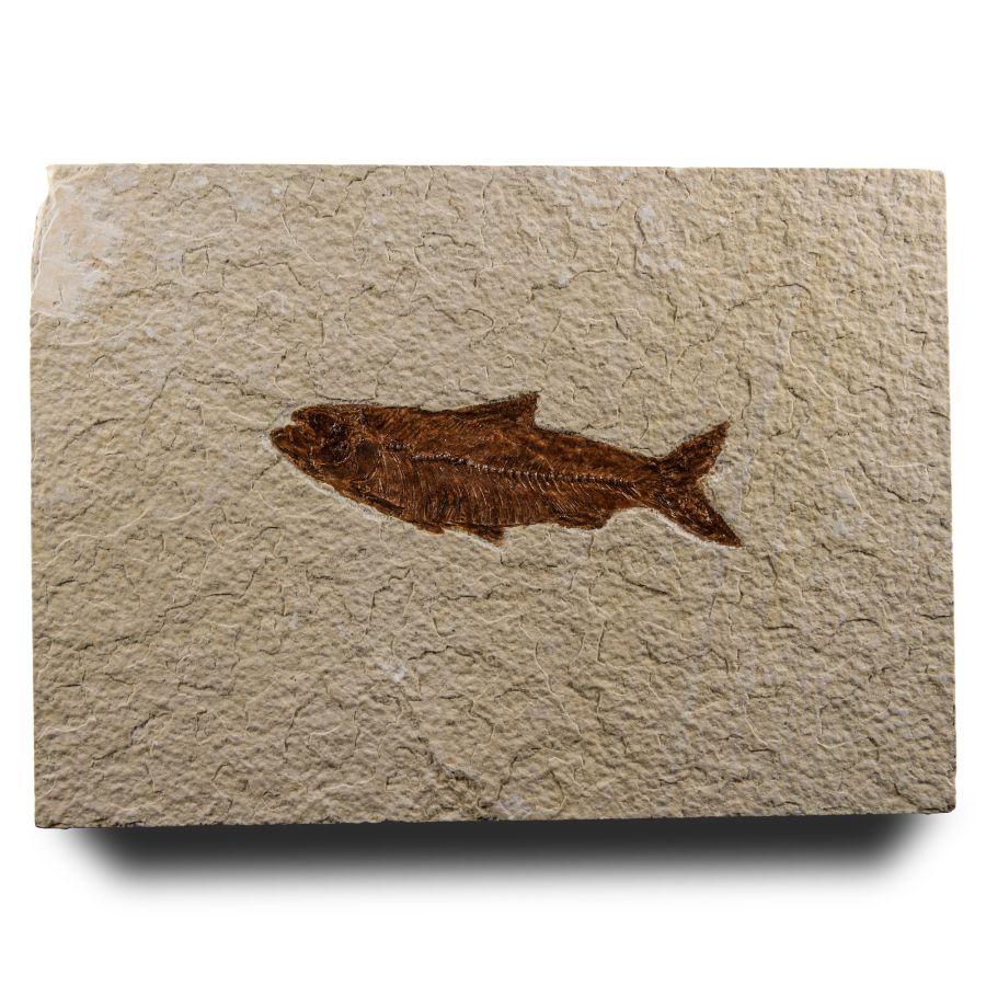 Natural History - Knightia Fossil Fish