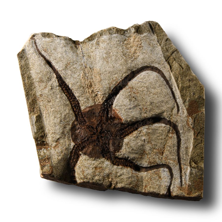 Natural History - Fossil Brittle Star