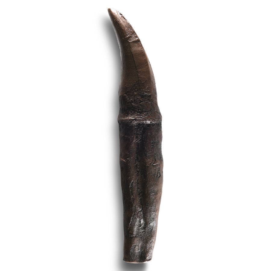 Natural History - Large T-Rex Tooth with Root Replica