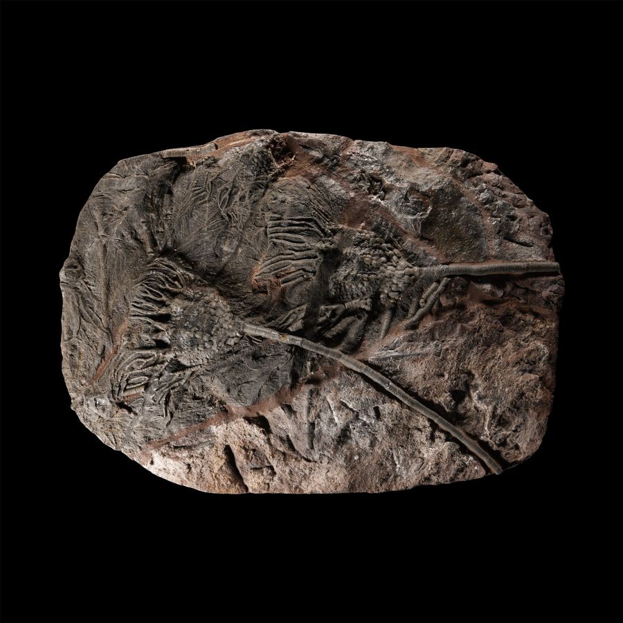 Natural History - Large Crinoid Fossil Display Plate