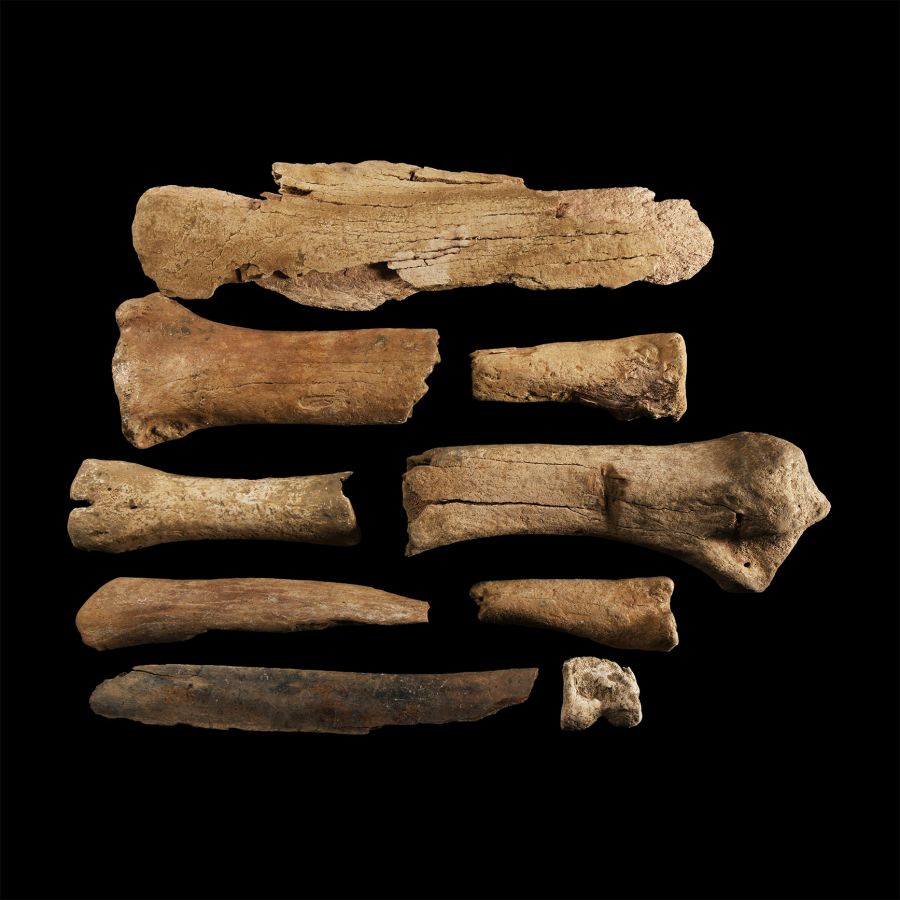 Natural History - British Bison Bone Group