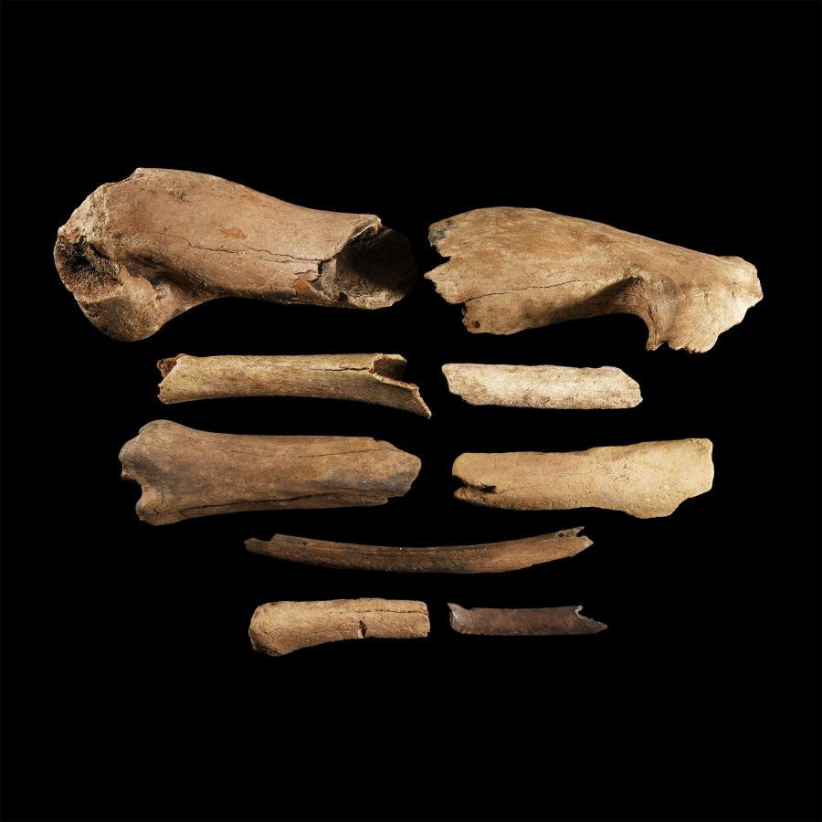 Natural History - British Bison Bone Group