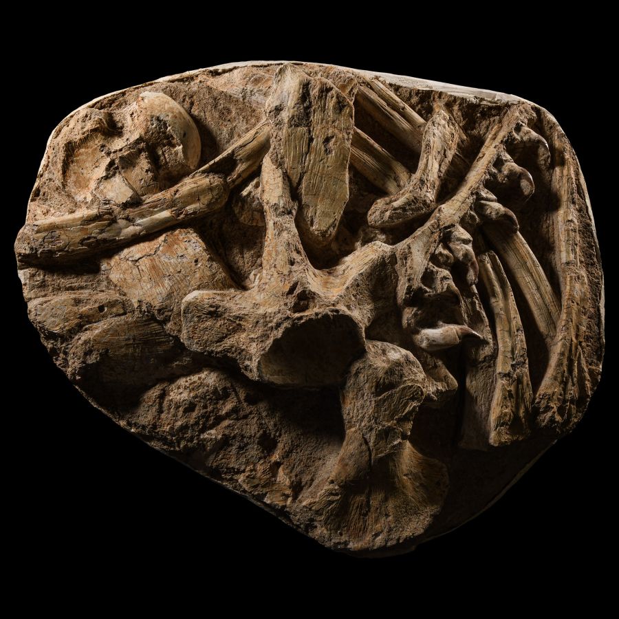 Natural History - Fossil Mosasaur 'Marine Dinosaur' Vertebra, Ribs and Jaw