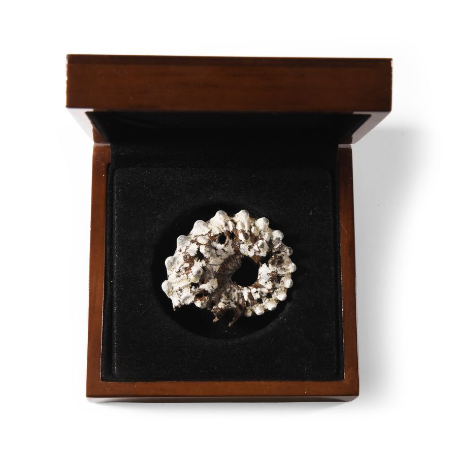 Natural History - British Fossil Ammonite