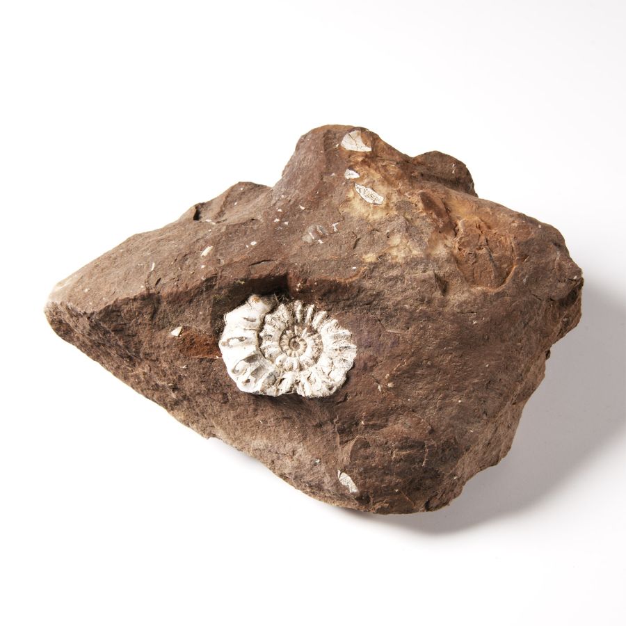 Natural History - British Fossil Ammonite