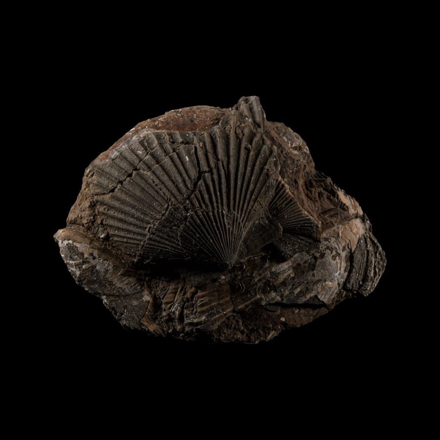 Natural History - British Fossil Scallop
