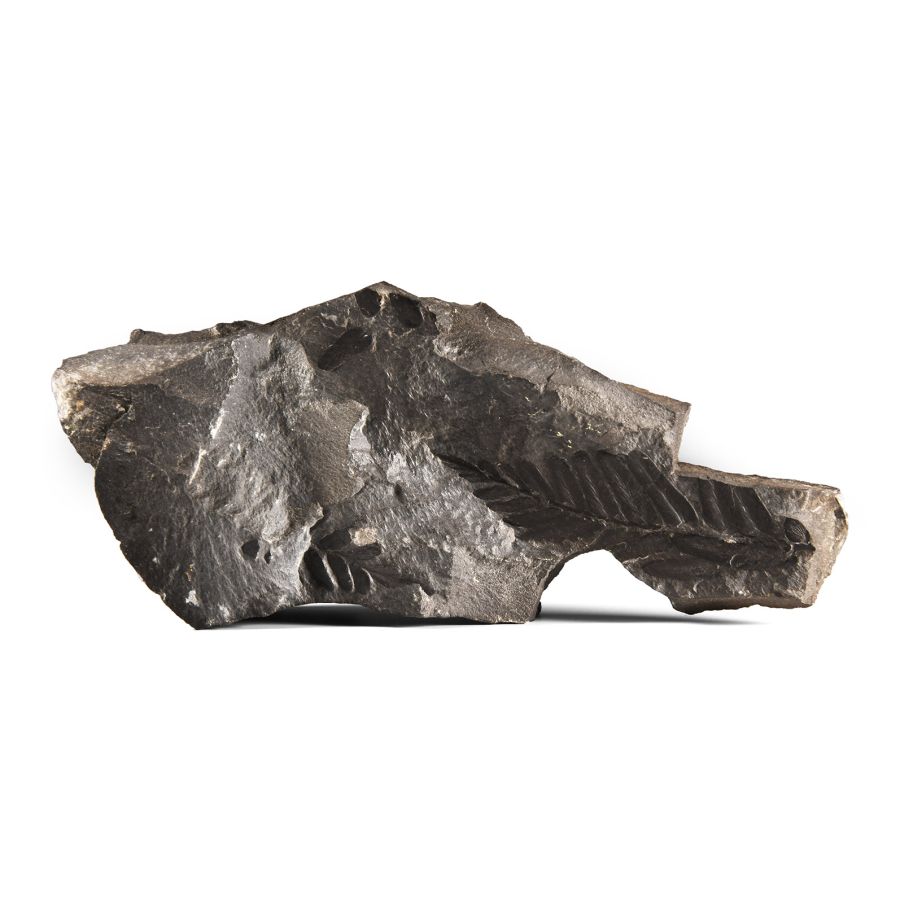 Natural History - British Fossil Fern Leaf